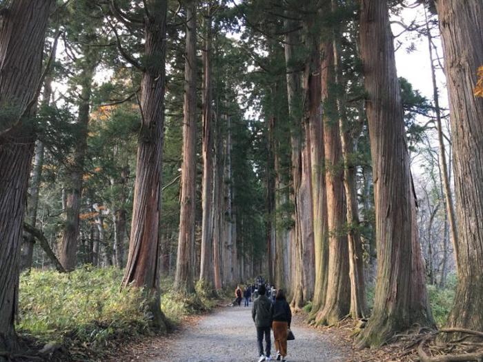 戸隠神社 奥社の杉並木