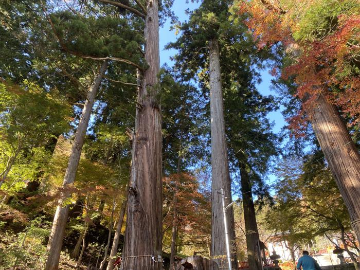 山梨県甲府市にある金櫻神社